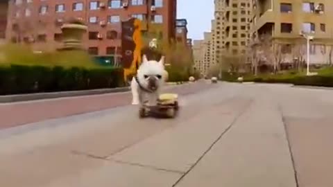 This dog is so cool
