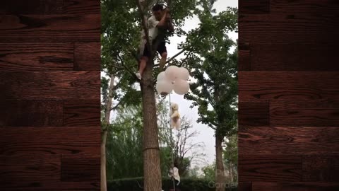 dog funny video