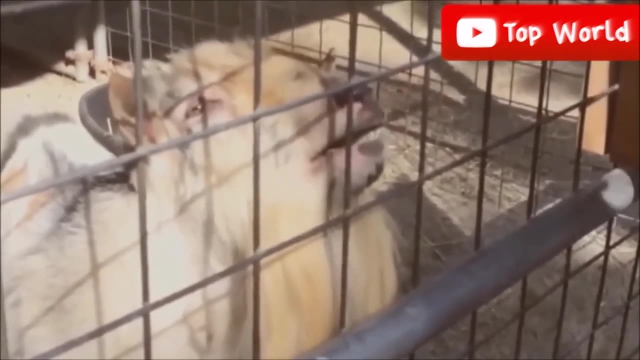 Goats Screaming Like Humans, Try Not to Laugh 🐐 😲 😀 😂 🤣 February 2021 Compilation