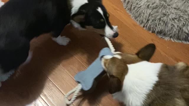 Another Corgi Battle of the Bone