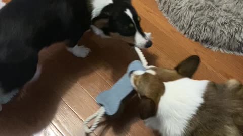 Another Corgi Battle of the Bone