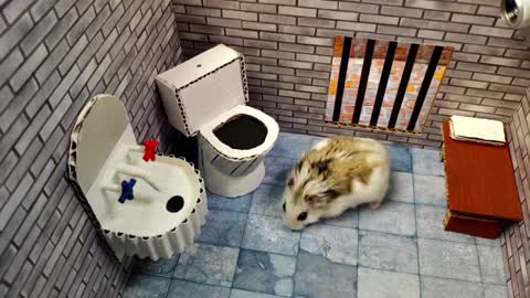 hamster escape