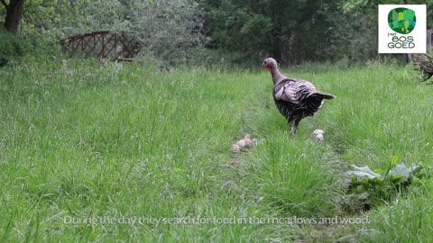 Turkey with chicken chicks.