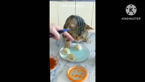 Funny cat videos