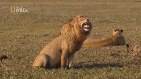 Lion Laugh