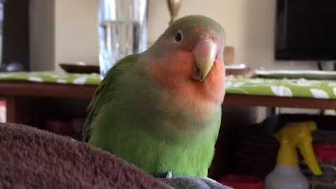 Sleeping lovebirds will melt your heart