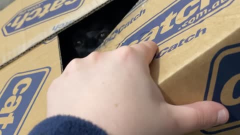 Cat Defends Box From Owner's Evil Hand