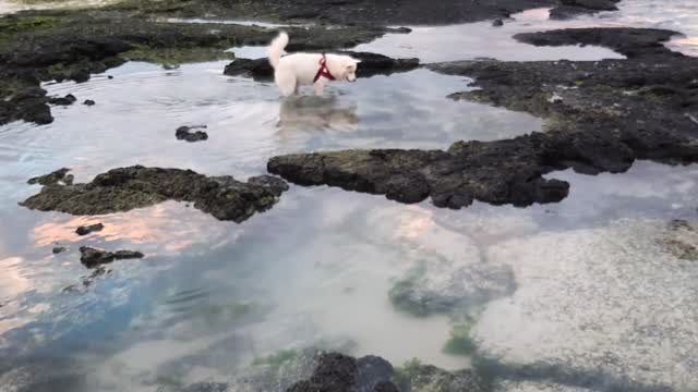 A dog walking in the sea.