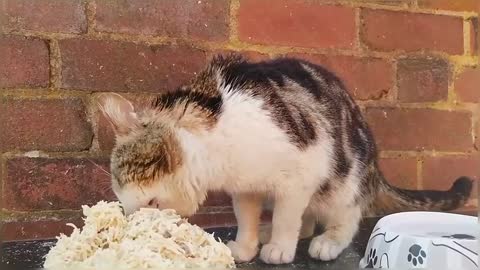 Hungry Stray Cat