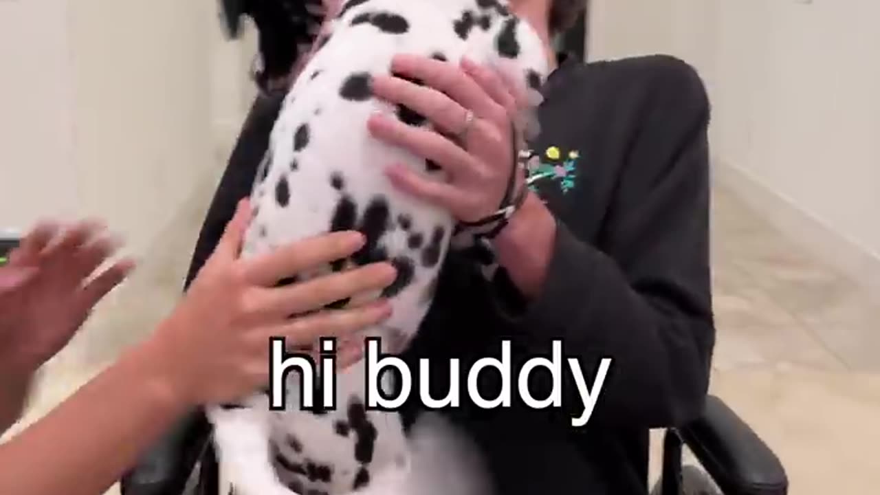 Dalmatian Puppy