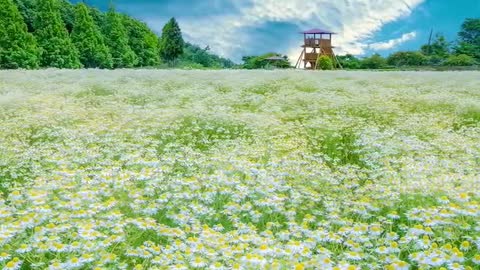 The beauty of the prairie