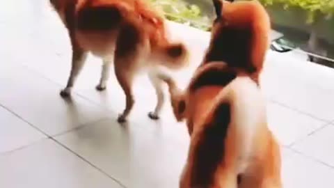 Animals funny video 😂