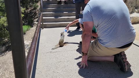 Thirsty Squirrel