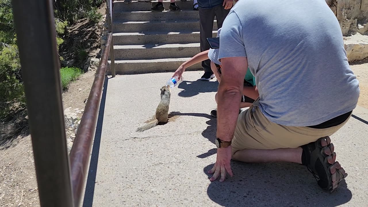 Thirsty Squirrel