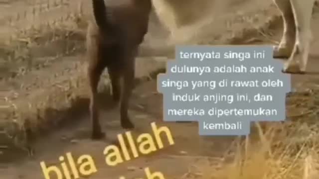 Persahabatan singa dan anjing