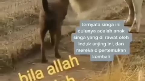 Persahabatan singa dan anjing