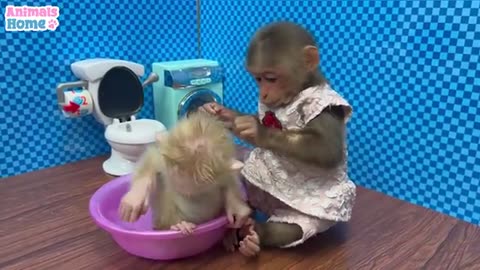 Bibi helps dad take care of baby monkey OBI