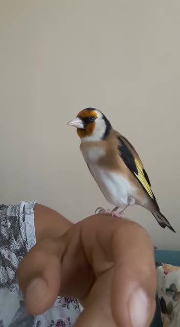 Wonderful Gold Finch bird