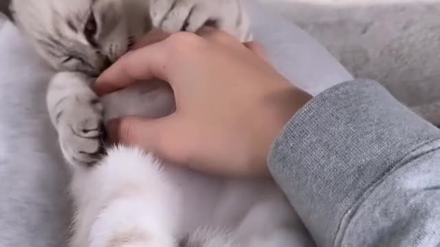 Cute Pet With Human,Cat intertainment funny Cat