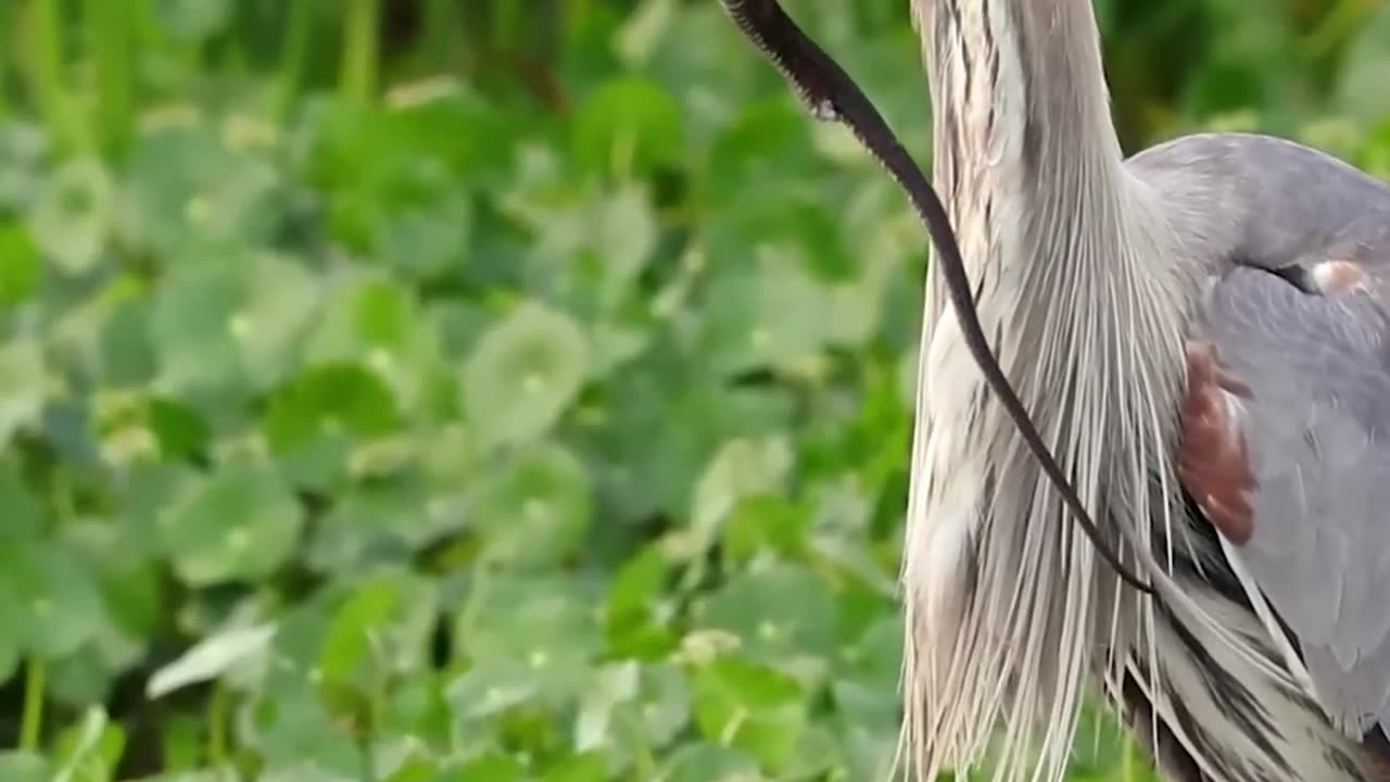 nature bird