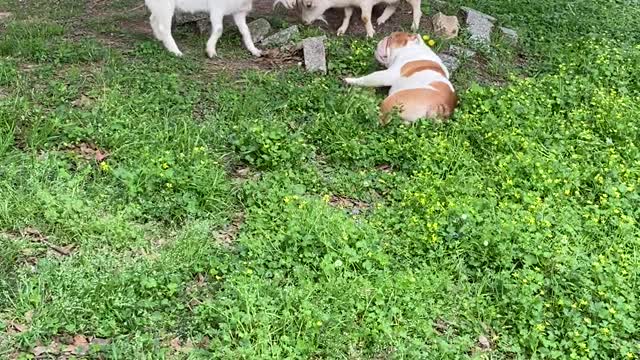 Bulldog Plays Dead in Front of Goats