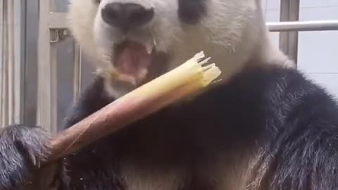 Panda eating