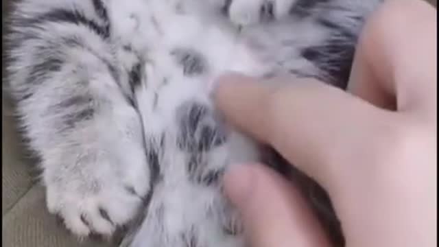 OMG So Cute Cats ♥ Best Funny Cat Videos 2021 #4