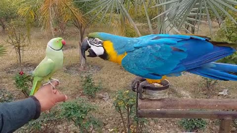 Talking_my parrots_Ringneck_Greet_American_Parrot(360p)