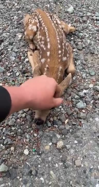 Friendly Fawn Comes By For Head Scratches || ViralHog