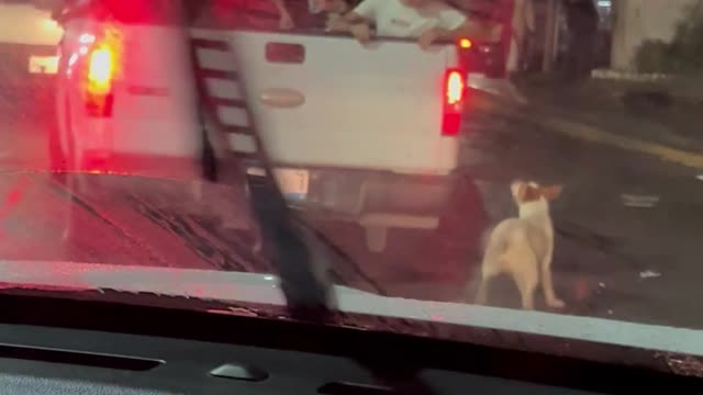 Puppy Jumps into Truck Bed to go Trick or Treating