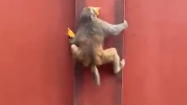 # Monkey funny