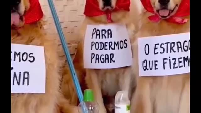 Siga @Animalgram_Memes para mais