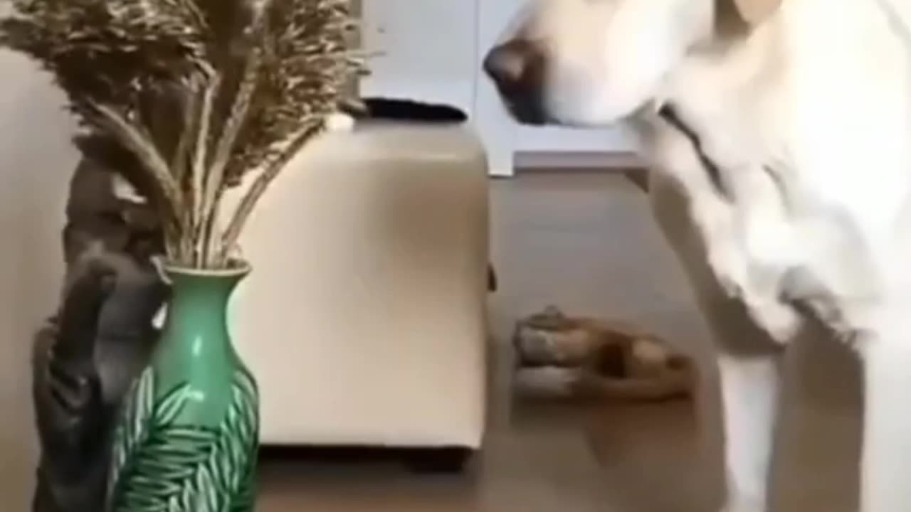 Funny moments with dog and cat video