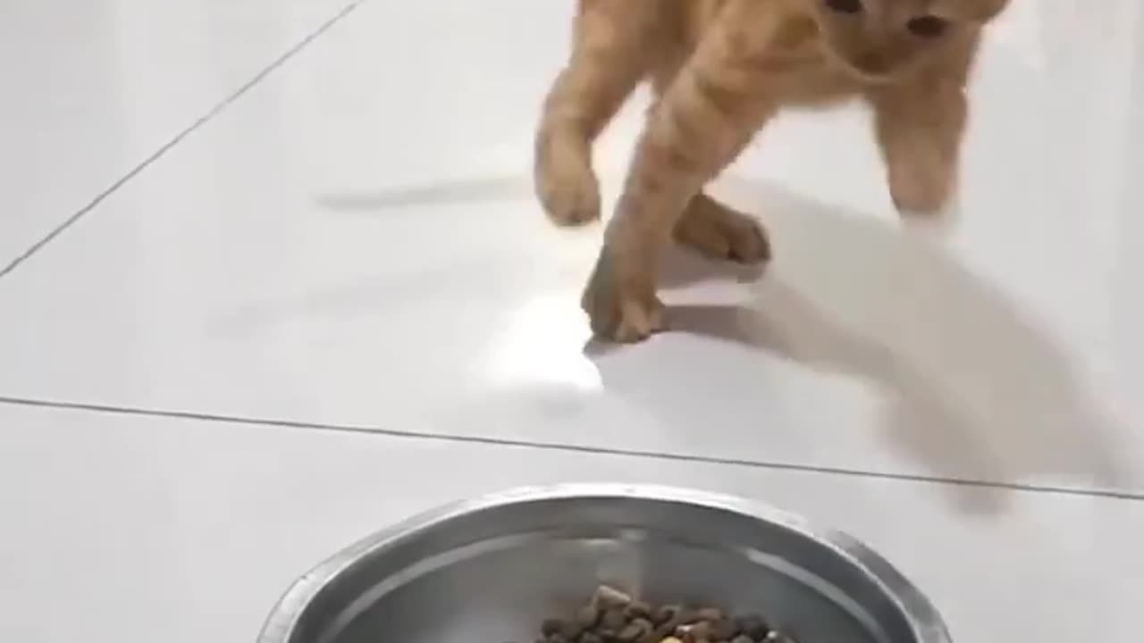 He loves food |cat videos | funny video