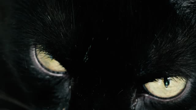 Black cat with yellow eyes