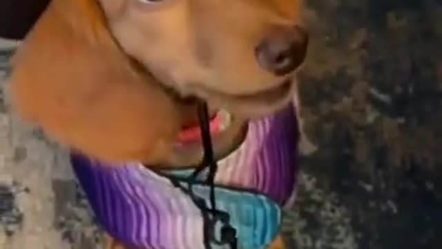 Mi Amor 🐶 Cute and Funny Dog video puppy dog