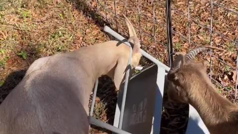 Goat Calmly Removed Chair Stuck Around Horns