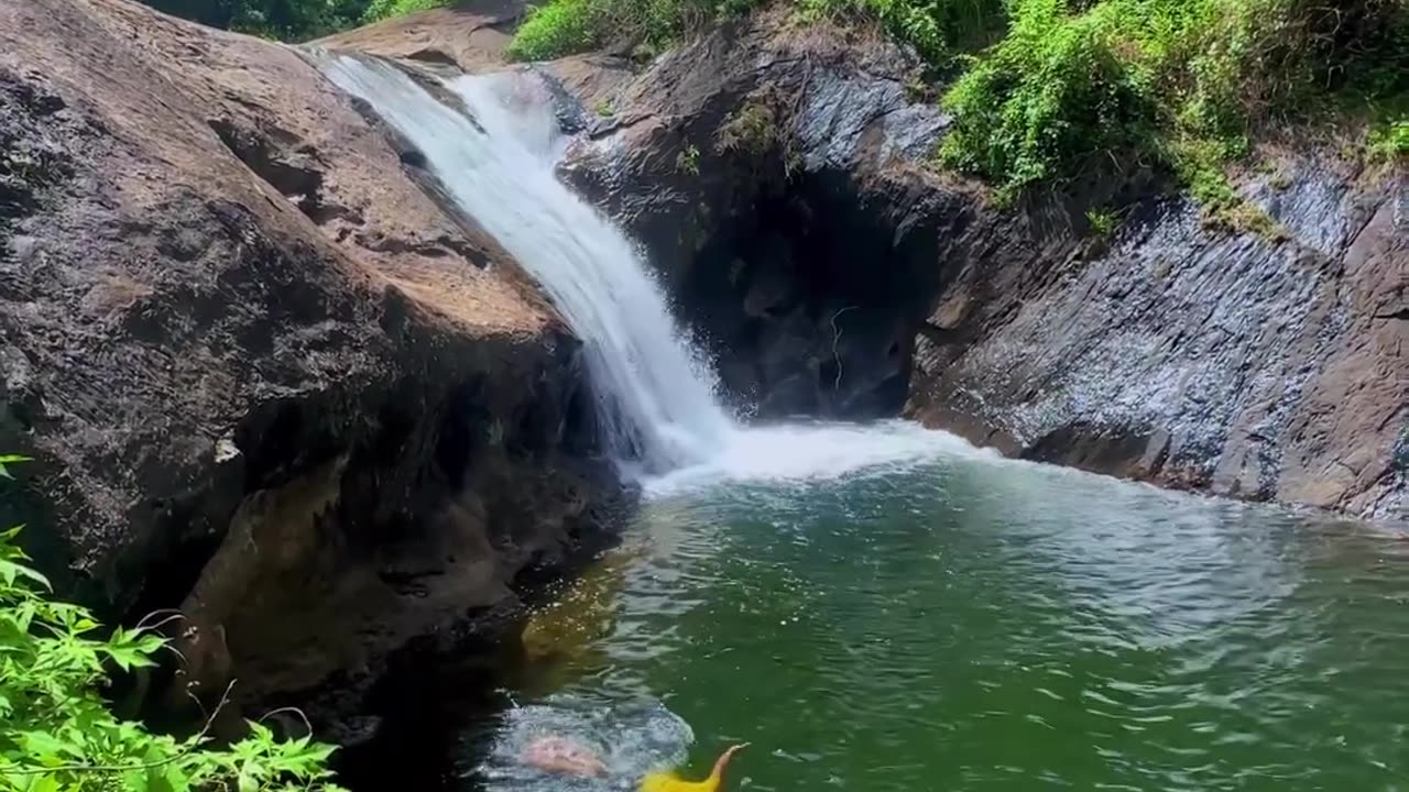 Exploring the Natural Beauty of Forests and Wildlife