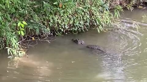 Alligators are eating crawfish