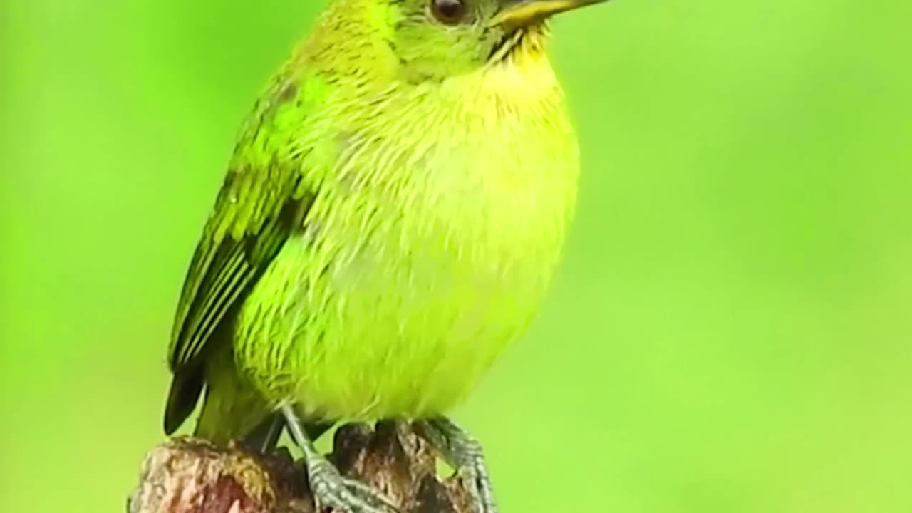 Relaxing Music with Birds Singing