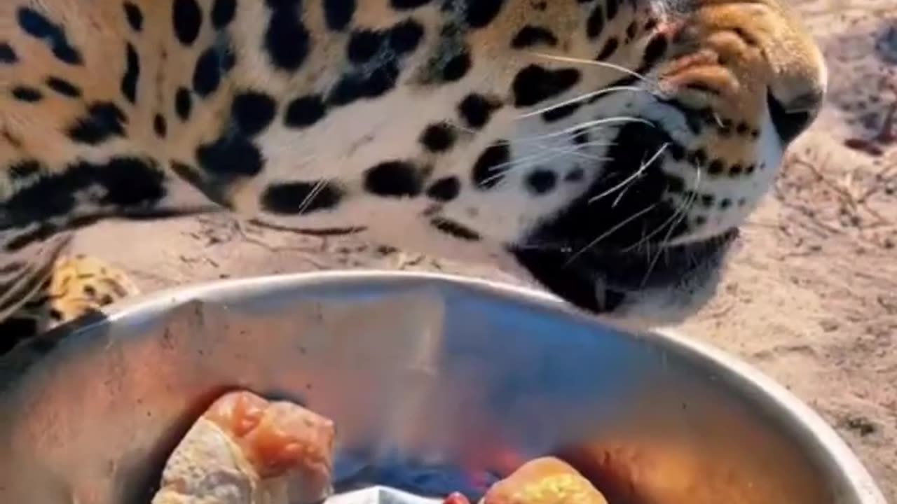 Big Cat Thanksgiving Feast! HAPPY