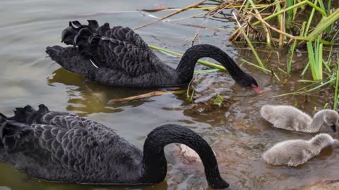 A Stunning River Show of Swans