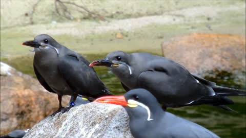 Most Beautiful Birds on Earth