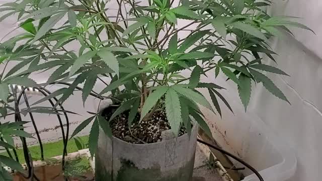 Cannabis Cultivation: Living Ecosystems