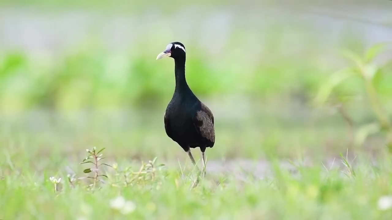 Bronze winged Jacana chicks | Bronze winged Jacana | Jacana | Jacana chicks hide under male's wings