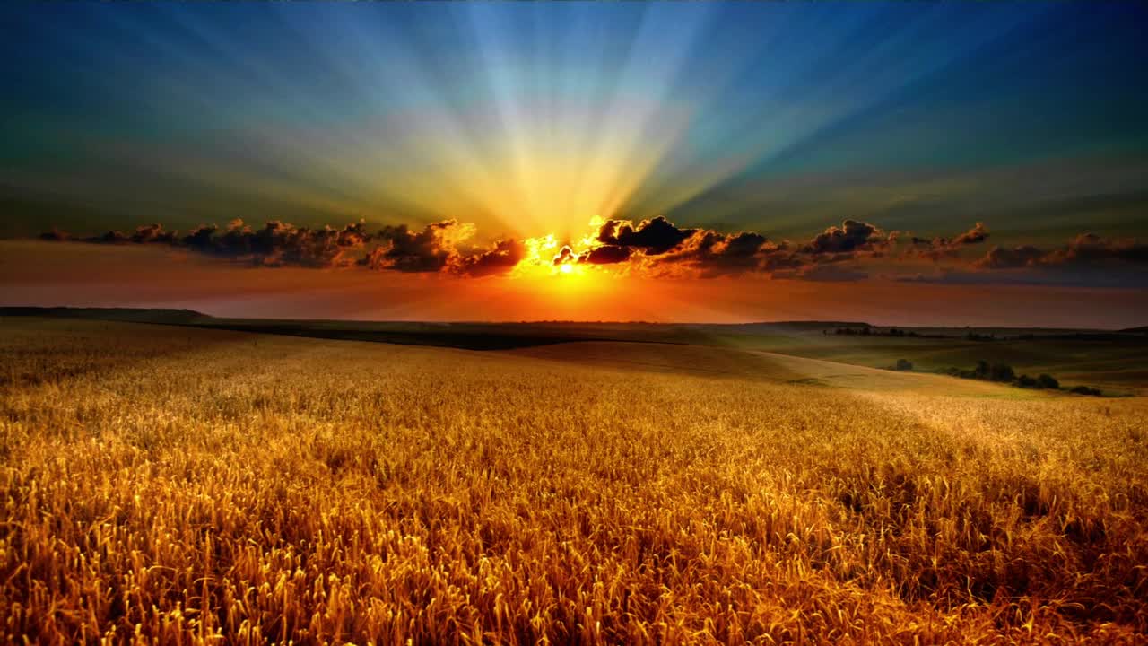 Beautiful Sunset In Wheat Field