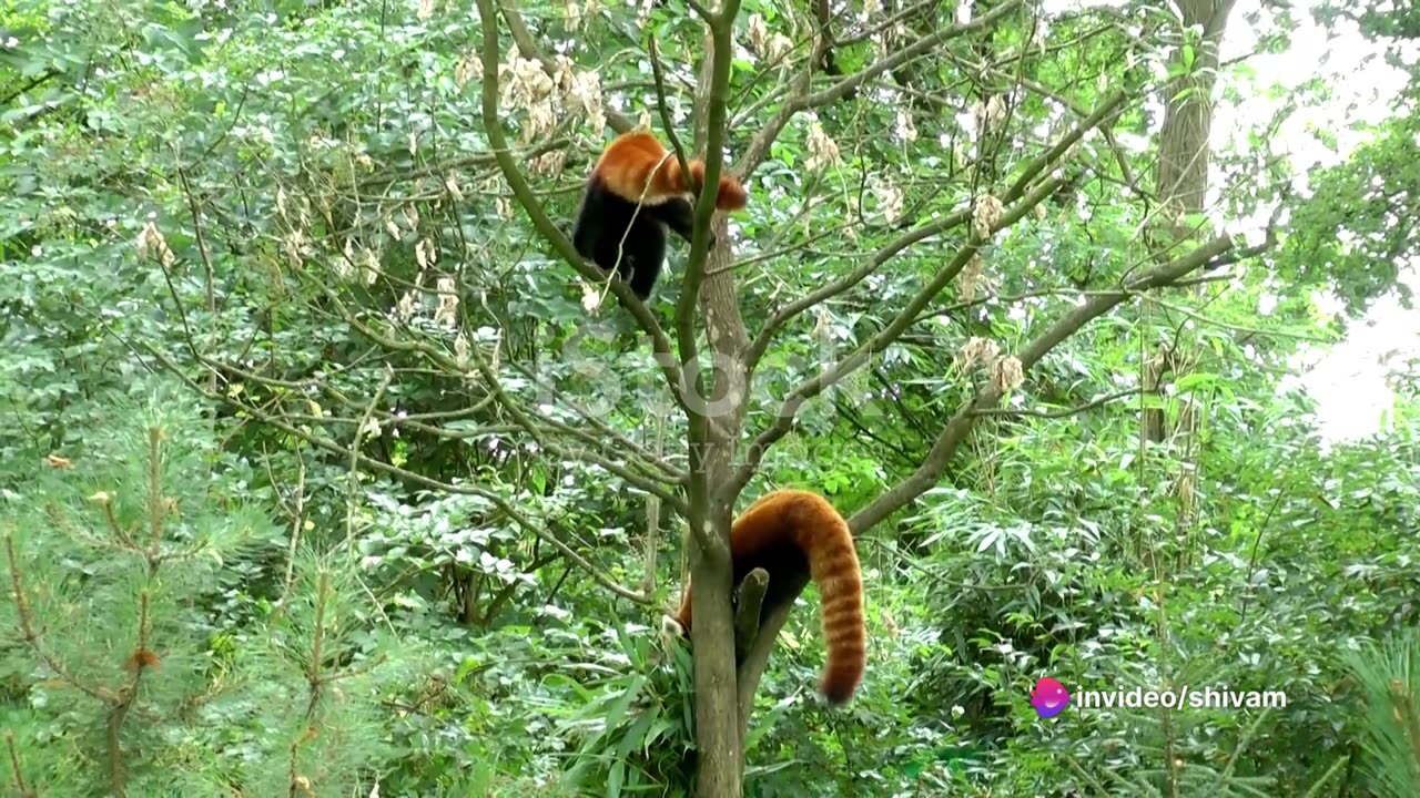 Amazing fact about red pandas