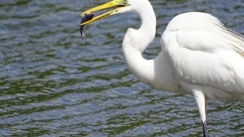 Paraiso das Aves - Guaruja - SP - Brasil