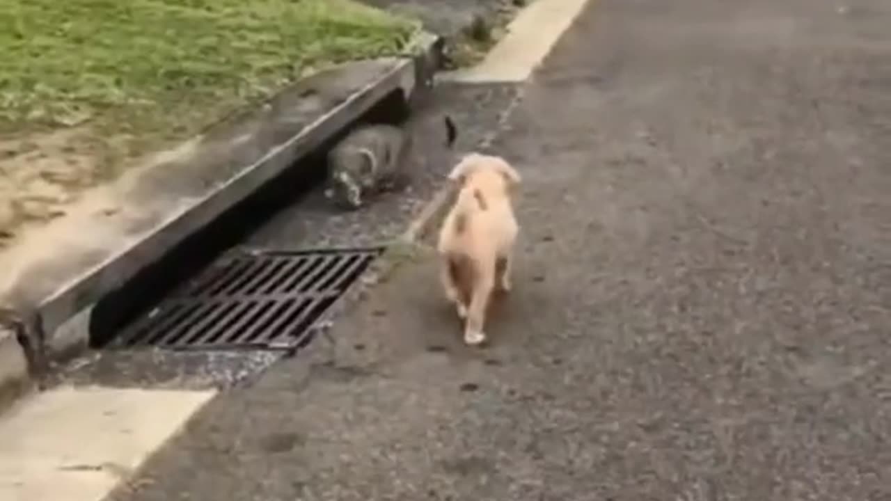 Funny and funny moments