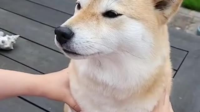 Cute Dog, Smart Dog